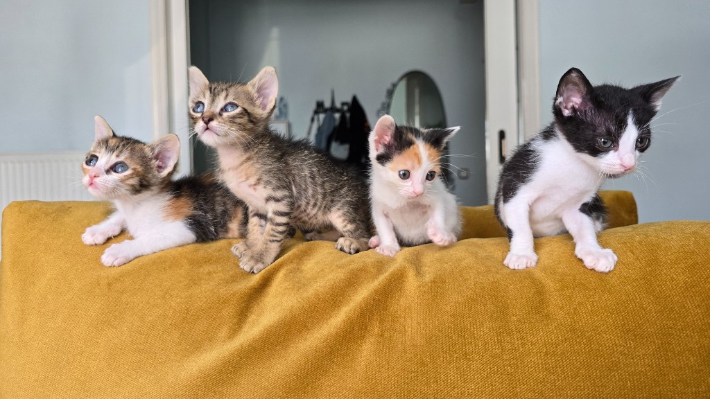 Four kittens sitting on a mustard-yellow couch.